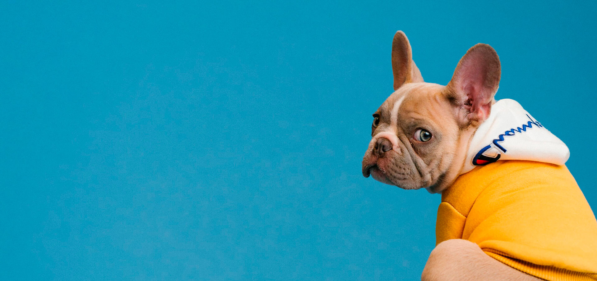 中创资源网-免费分享网络副业项目、优质教程、软件工具 – 互联网项目分享基地